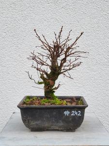 Japanische Ulme - Zelkove nire